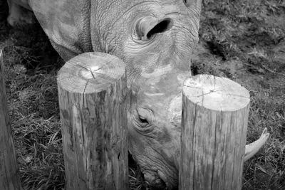 Close-up of snake on field
