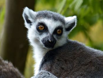 Close-up of a lemur