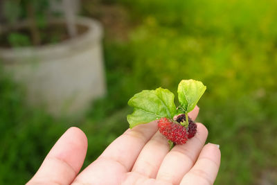 Close-up of hand holding leaves