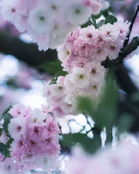 Close-up of pink cherry blossom