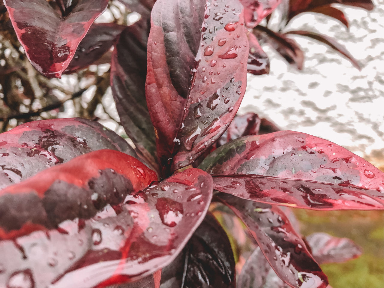 close-up, growth, red, plant, plant part, leaf, no people, beauty in nature, nature, day, wet, focus on foreground, drop, selective focus, outdoors, water, rain, freshness, raindrop, leaves, change, maroon, rainy season, dew, purity