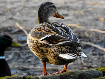 Close-up of a duck