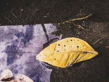 High angle view of dry leaves