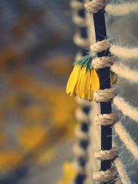 Close-up of yellow flowering plant