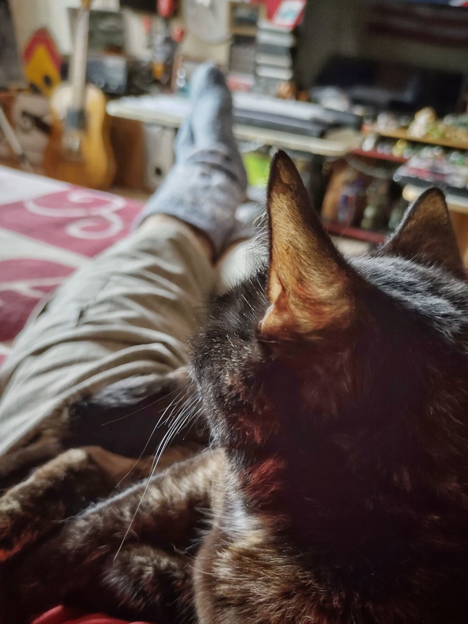 cat, mammal, domestic animals, pet, animal, animal themes, one animal, domestic cat, feline, indoors, relaxation, felidae, small to medium-sized cats, focus on foreground, lying down, close-up, furniture, carnivore, whiskers, one person, animal body part, resting, home interior
