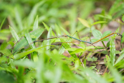 Close-up of insect on grass