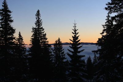 Silhouette of trees at sunset