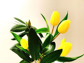 Close-up of yellow tulips against white background