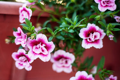 Close-up of pink flowering plant