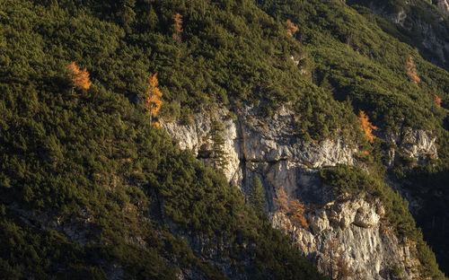 High angle view of trees and rocks in forest