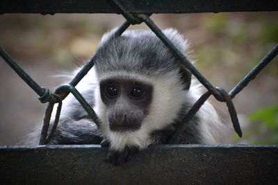 Close-up of monkey in cage