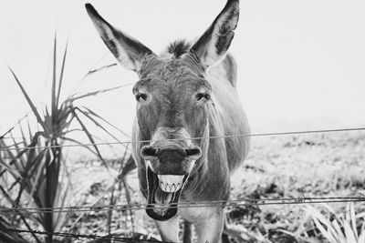 Close-up of horse