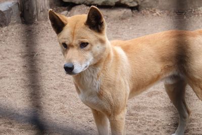 Portrait of dog looking away