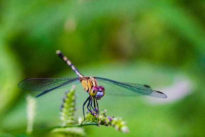 Close-up of dragonfly on leaf