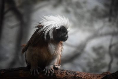 Close-up of a monkey