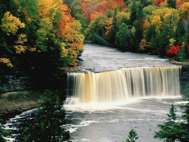 water, tree, waterfall, flowing water, motion, long exposure, flowing, beauty in nature, scenics, forest, nature, blurred motion, growth, river, tranquil scene, idyllic, tranquility, waterfront, outdoors, plant