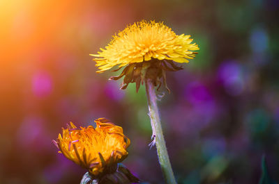 Close-up of yellow flowering plant