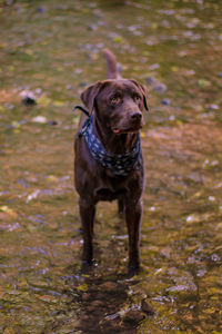 Dog standing on wet land