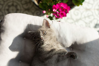 The cat lies on a pillow stretching in the sunlight