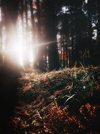 Trees in forest