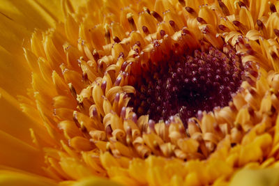 Full frame shot of yellow flower