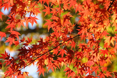 Close-up of maple leaves on tree