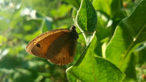 Close-up of insect on plant