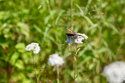 Close-up of butterfly pollinating on flower