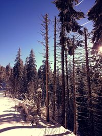 Low angle view of trees against blue sky