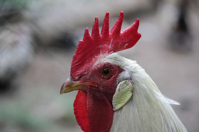 Close-up side view of a hen