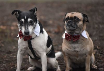 Portrait of dogs sitting on land