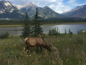 Elk grazing on grassy field by river against mountains