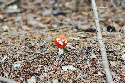 Close-up of mushroom growing on field