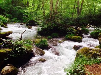 Stream flowing through rocks in forest