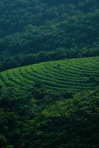 High angle view of agricultural field