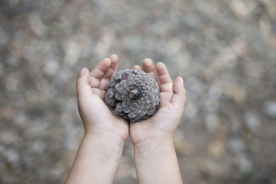 Cropped image of hands holding pine cone