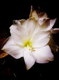 Close-up of flower against black background