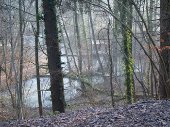 Bare trees in forest against sky