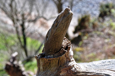 Close-up of bird on tree trunk