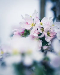 Close-up of pink cherry blossoms