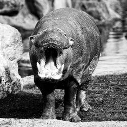 Close-up of hippopotamus 