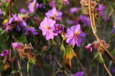 Close-up of bee on purple flowers