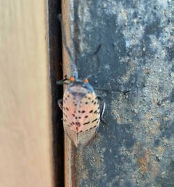 Close-up of insect on wall
