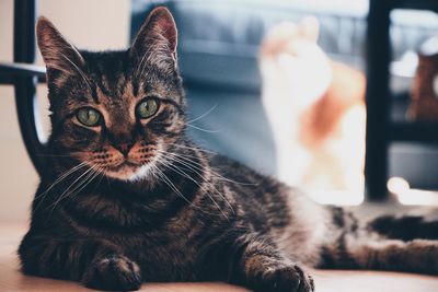 Close-up portrait of cat sitting