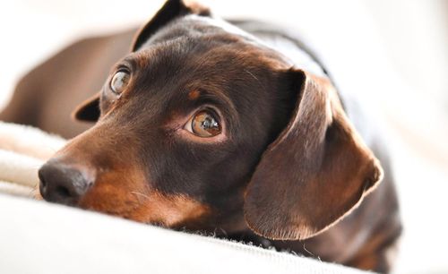 Close-up of dog indoors