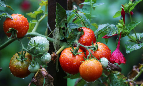 Close-up of wet cherry tomato