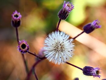 Close-up of purple flowering plant