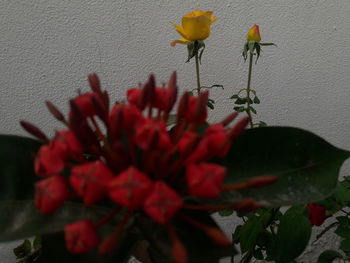 Close-up of red flowering plant against wall