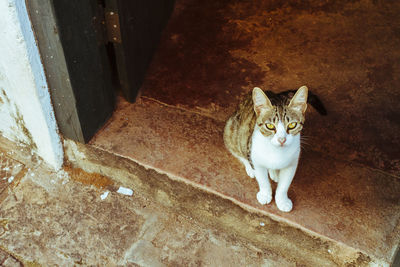 Portrait of cat sitting outdoors