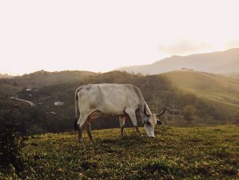 Cows grazing on field against clear sky